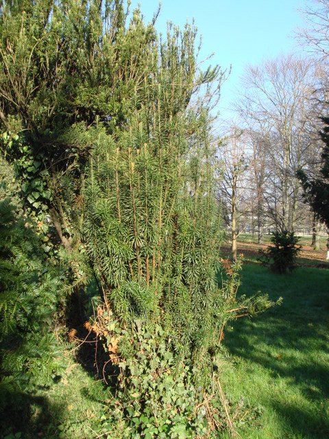 Cephalotaxus harringtoniana 'Fastigiata'